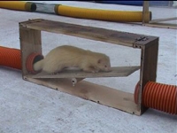 Ferret racing events to hire for fun days and team games